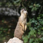 IMG_3412_upr