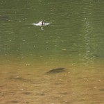 IMG_3633_upr