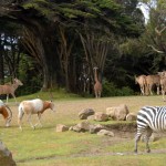 zoo