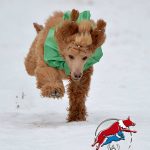 Dog racing – Trénink pro nováčky