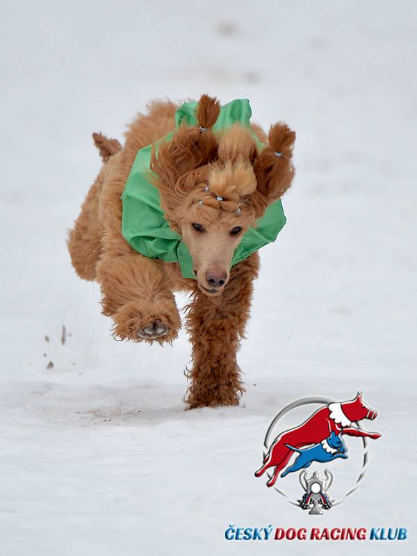 Dog racing – Trénink pro nováčky