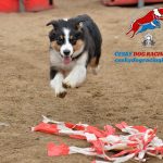 Dog racing – běhání za střepečkem