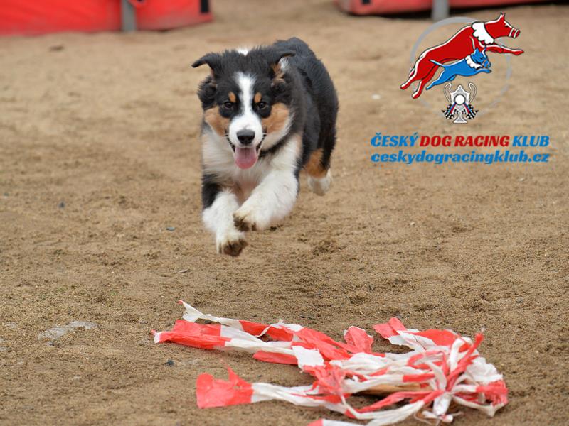 Dog racing – běhání za střepečkem
