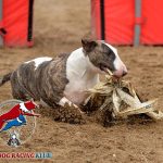 Trénink pro nováčky – dog racing