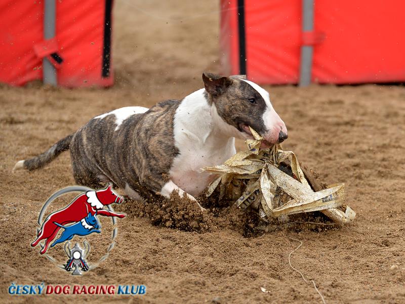 Trénink pro nováčky – dog racing