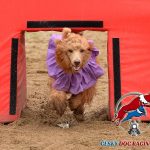 Dog racing – trénink nováčků
