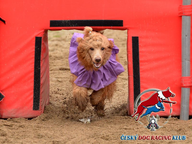 Dog racing – trénink nováčků