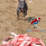 Trénink nováčků – psí sport dog racing