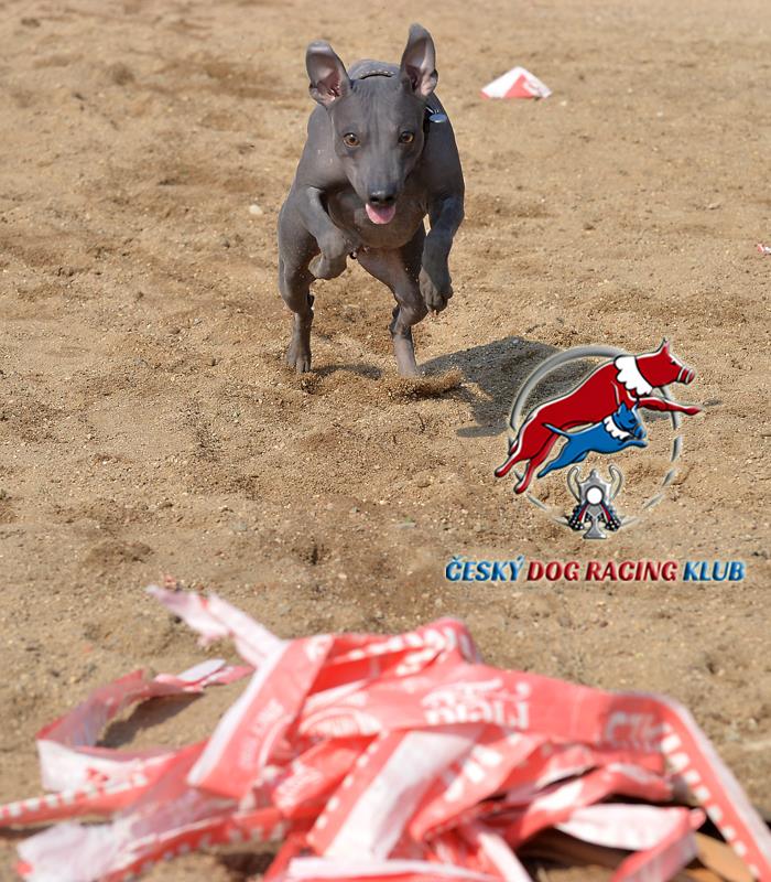 Trénink nováčků – psí sport dog racing