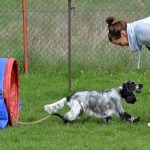 Agility, poslušnost v Hloubětíně