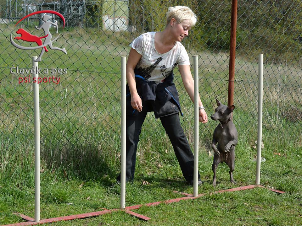 Poslušnost, agility v Hloubětíně