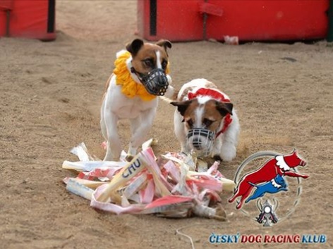 Den otevřených dveří – DOG RACING