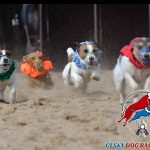 Dog racing – trénink