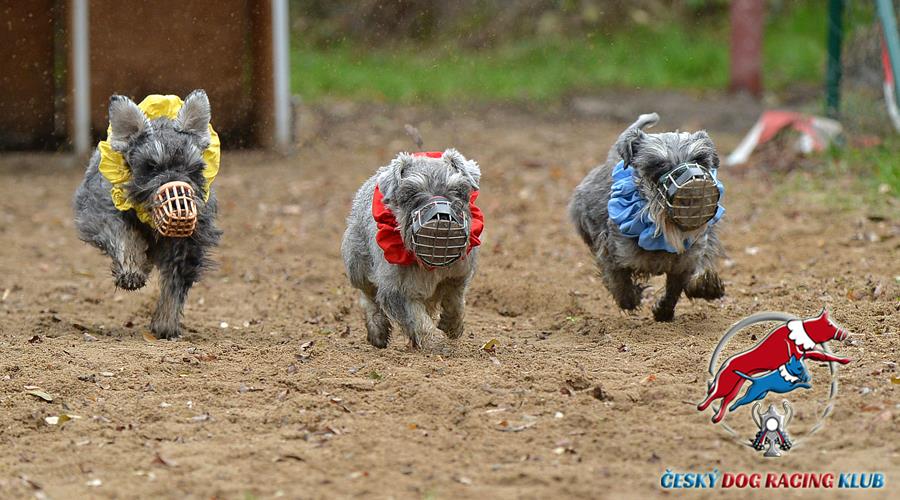 Dog racing v Hloubětíně