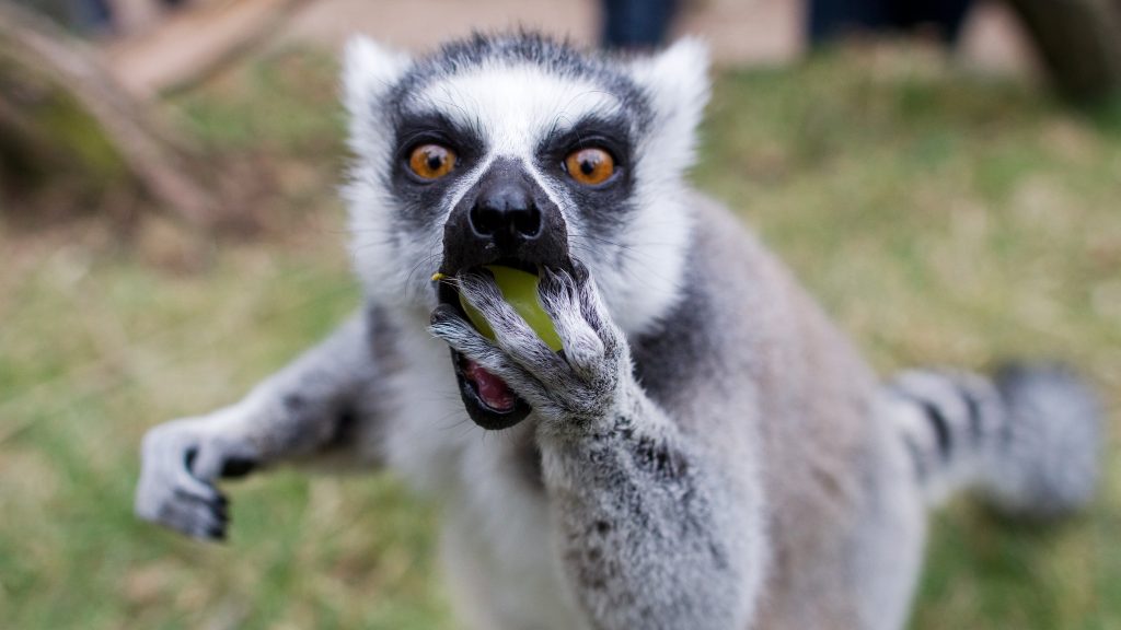 Celodenní komentovaný výlet do pražské ZOO