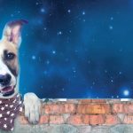 Letní kino Plechárna: Gump – pes, který naučil lidi žít