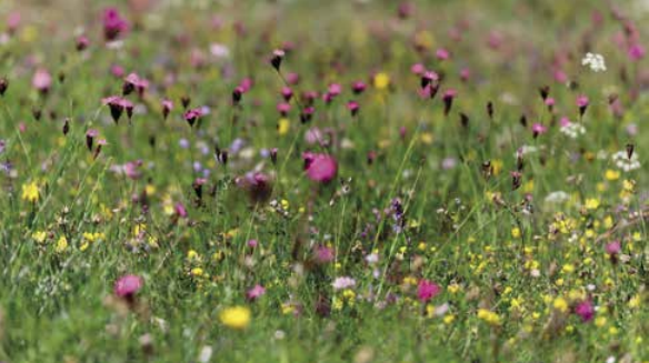 Kde byste si přáli květnou louku? Napište nám