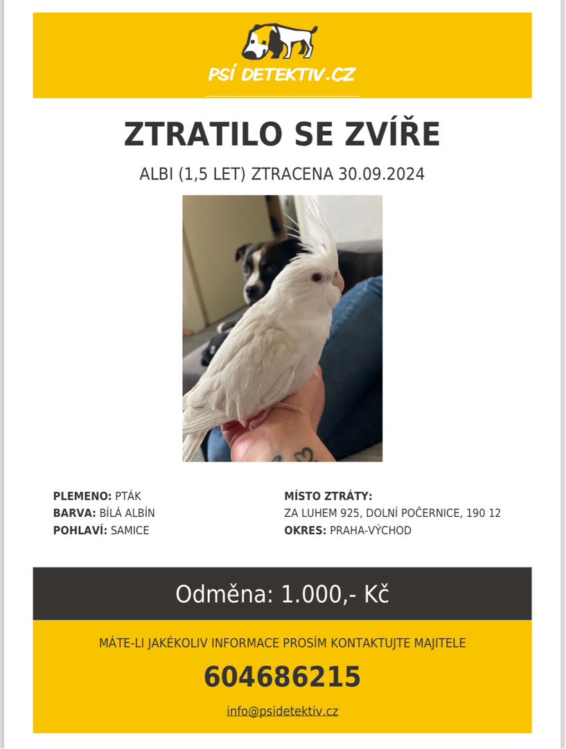 Hledá se ztracený papoušek (korela)
